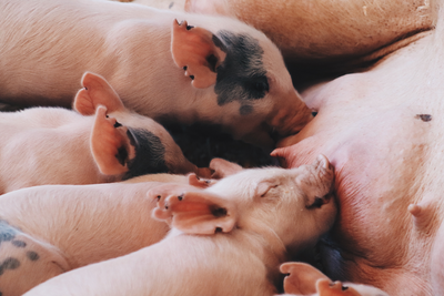 4 alimentos que deben evitarse en enfermedades autoinmunes