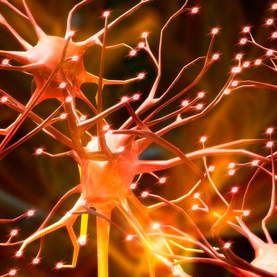 Sistema Nervioso cerebro